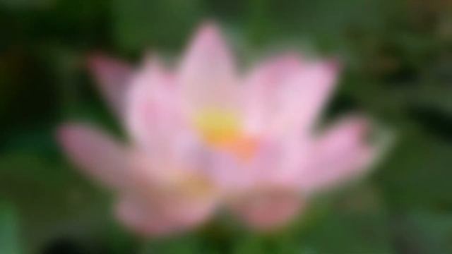 №1. Лотос / Lotus Flower смотреть онлайн