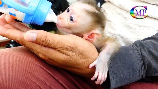 Really Cute Pigtail Baby Monkey, Pity Adorable Orphan baby Monkey смотреть онлайн