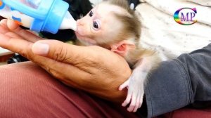 Really Cute Pigtail Baby Monkey, Pity Adorable Orphan baby Monkey