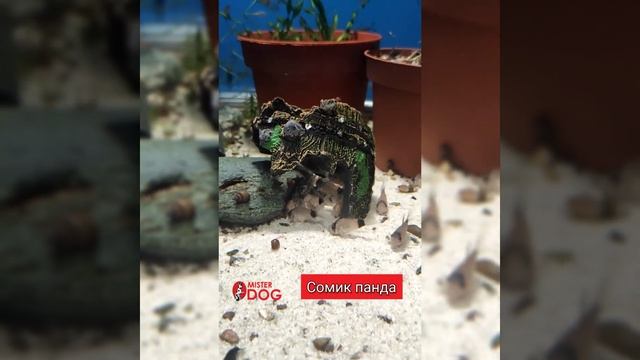 Сомик панда #сомик #аквариумистика #aqua #рыбки #misterdog #зоомагазин
