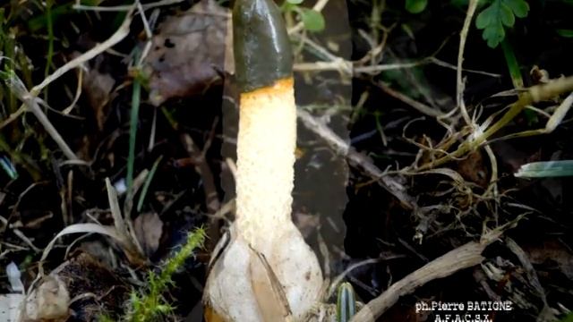Mutinus Caninus Vidéo 408 - 2014 Champignons De France