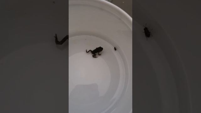 My baby frog eating a bug смотреть онлайн