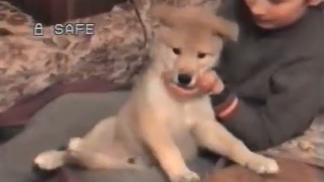 явление гибридов народу смотреть онлайн