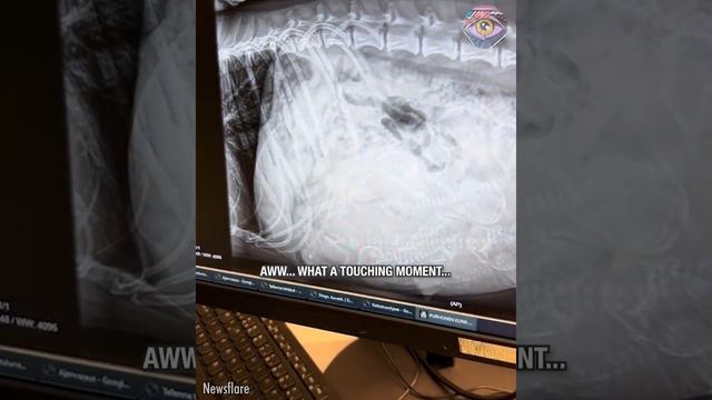 Woman and dog share their pregnancy journey #dog #pets #viral #nise #love смотреть онлайн