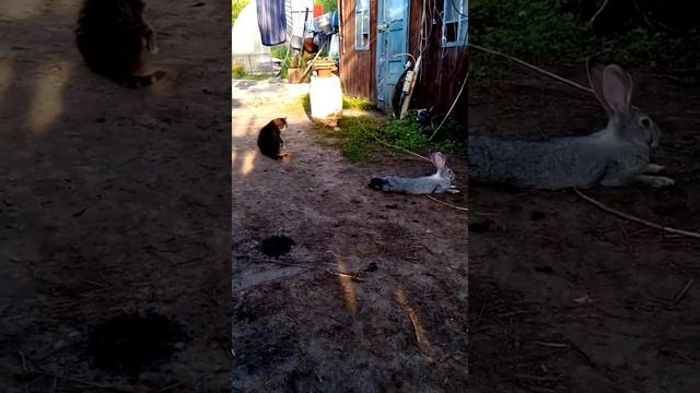 Кролик играет с кошкой сбежал с клетки смотреть онлайн