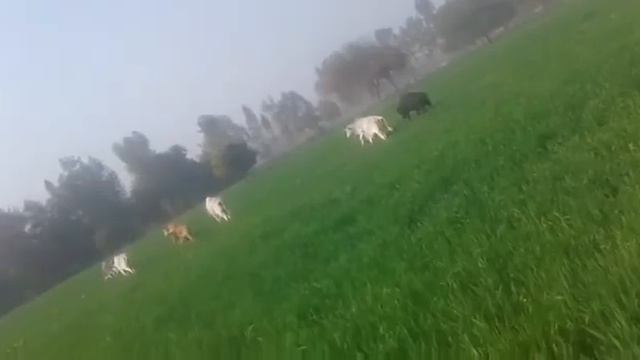 Badaun смотреть онлайн