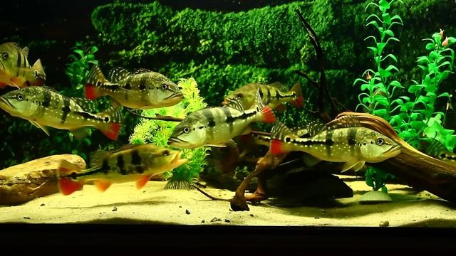 Cichla Piquiti (azul) & Cichla Ocellaris 