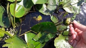 Семена кувшинки(нимфеи, лилии). Как собрать? Water Lily Seeds. How to collect?