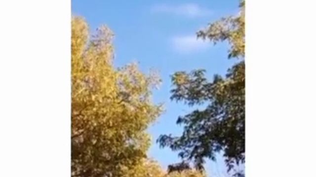 ОСЕННЯЯ УБОРКА САДА смотреть онлайн