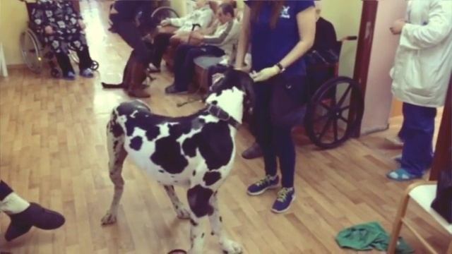 Собаки для жизни в пансионате сети Опека, февраль 2016 смотреть онлайн