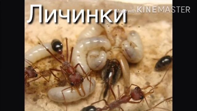 Муравей Бульдог смотреть онлайн