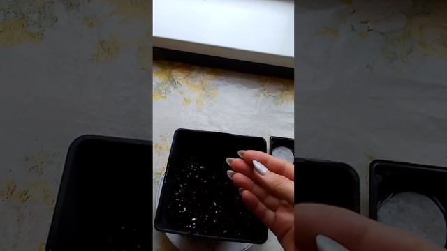 25 октября 2023 г. Посадила томаты. Карликовые смотреть онлайн