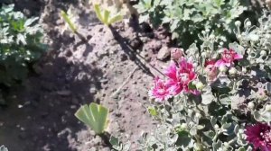 У ХРИЗАНТЕМЫ СОХНУТ НИЖНИЕ ЛИСТЬЯ.ЧТО НАДО ПРЕДПРИНЯТЬ.