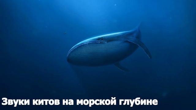 ЗВУКИ КИТОВ НА МОРСКОЙ ГЛУБИНЕ смотреть онлайн