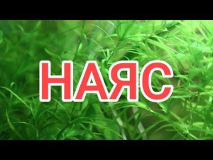 НАЯС. УХОД , СОДЕРЖАНИЕ И РАЗМНОЖЕНИЕ