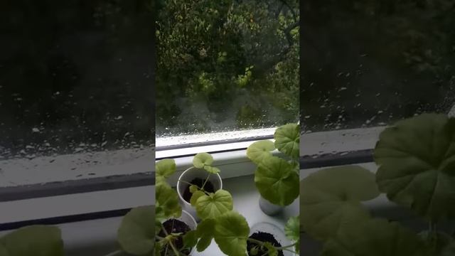 Пеларгония зональная из семян смотреть онлайн