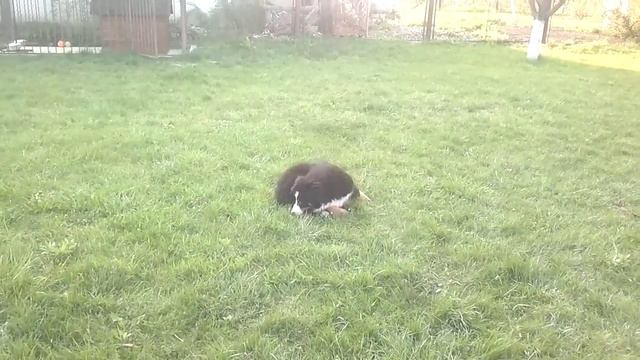 Когда некого кусать... смотреть онлайн