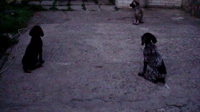 Немецкий Курцхаар смотреть онлайн