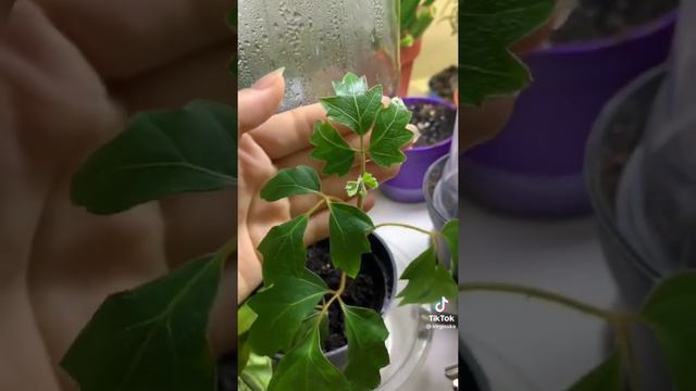 вьющиеся растения смотреть онлайн