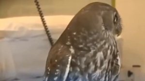 Прикол про работу! Вся правда!)))