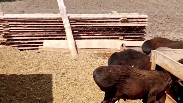 Гиссарские, Эдильбаевские овцы 28.05.23г(продажа кочкариков) смотреть онлайн