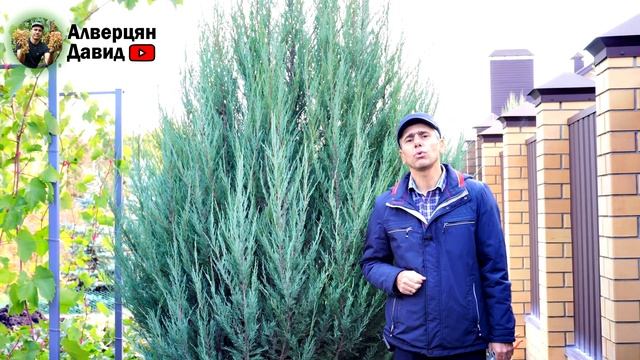 Почему плохо вызревает лоза винограда? смотреть онлайн