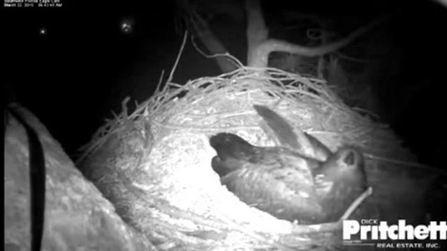 Is Harriet being harassed by yesterday's intruders, sounds distressed - SW Florida Bald Eagles смотреть онлайн