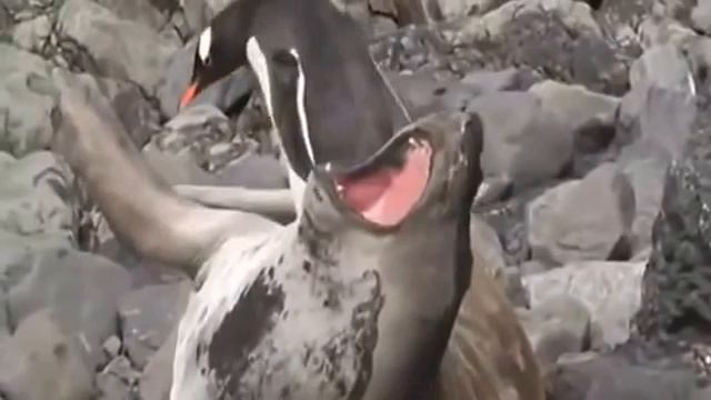 ПИНГВИН ИСПУГАЛ МОРЖА!НЕ ДАЛИ ПОСПАТЬ.ПРИКОЛ.В МИРЕ ЖИВОТНЫХ смотреть онлайн