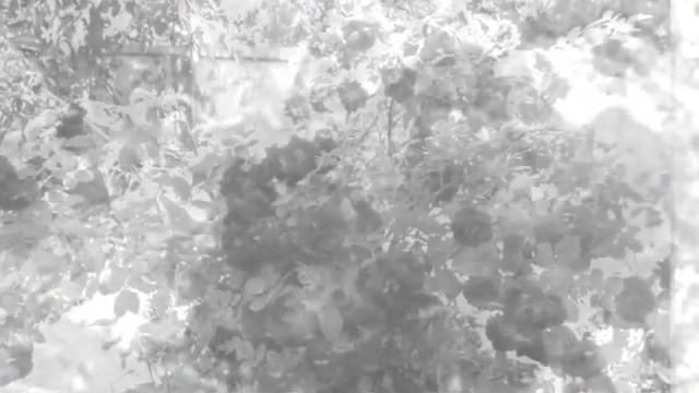 Цвітуть троянди смотреть онлайн