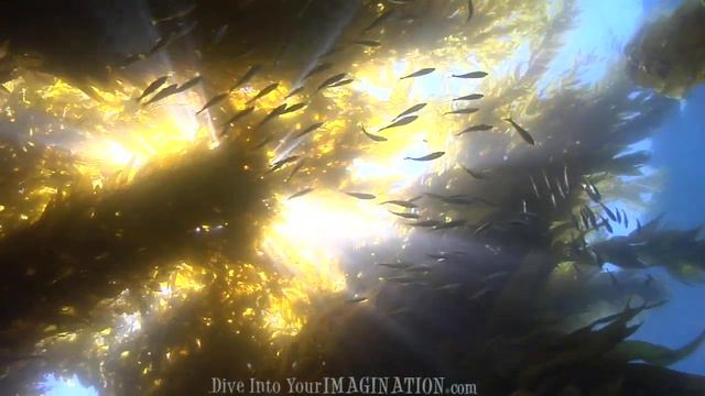 Celebrate Our Ocean on Earth Day and Everyday смотреть онлайн