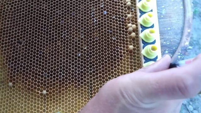 Бджільництво. Прививка личинок.30.06.20 смотреть онлайн