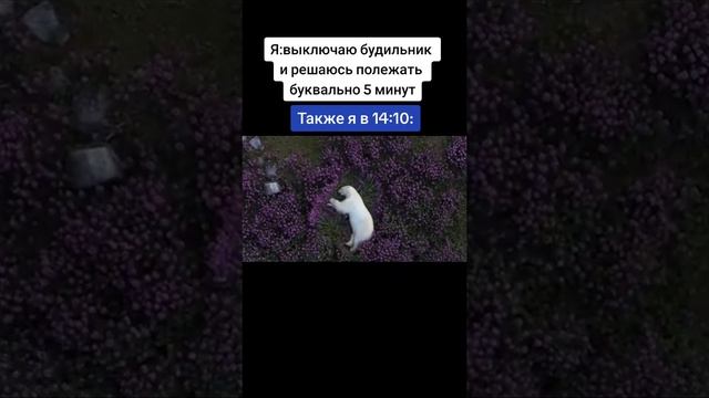 Когда зазвонил БУДИЛЬНИК и ты решил полежать ЕЩЁ ПЯТЬ МИНУТ смотреть онлайн