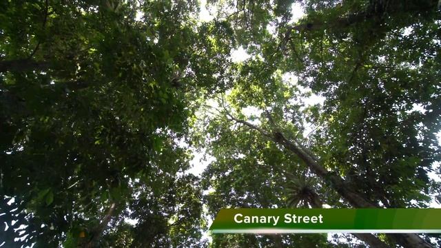 Bogor Botanical Gardens - 20 Things You Should See (Indonesia) смотреть онлайн