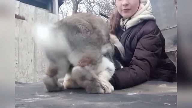 Крольчиха не идëт в случку. Что делать? смотреть онлайн