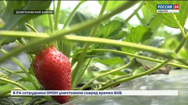 В Адыгее в разгаре сезон клубники смотреть онлайн