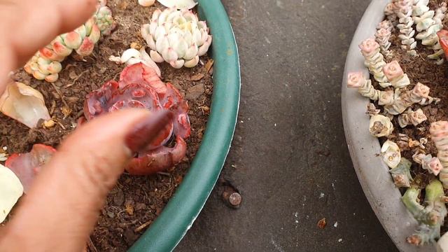 RESULTADO DA DECAPITAÇÃO DA MINHA SUCULENTA ECHEVERIA BEYONCE
