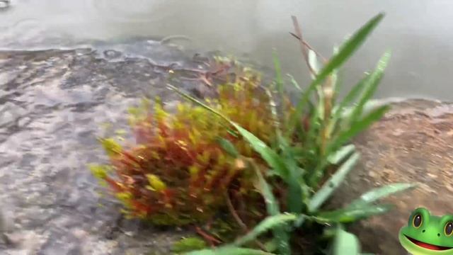 Нимфея Лилия в дачном пруду Водные Растения￼ ? смотреть онлайн