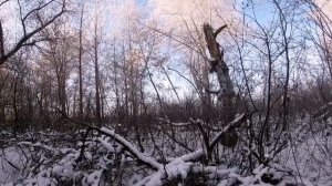 Охота на зайца с эстонской гончей Обучения эстонской гончей или нагонка