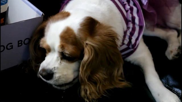 Dapper Dog Box Unboxing | Olive the puppy смотреть онлайн