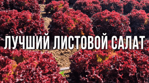 Лучший сорт листового салата. Как выращивать листовой салат на протяжении всего лета.
