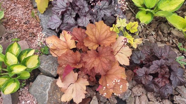 Гейхера сорт Rio меняет свой окрас в конце июня смотреть онлайн