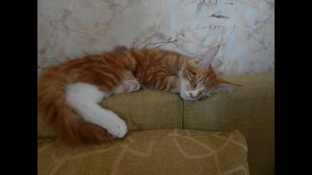 Колыбельная котенку смотреть онлайн