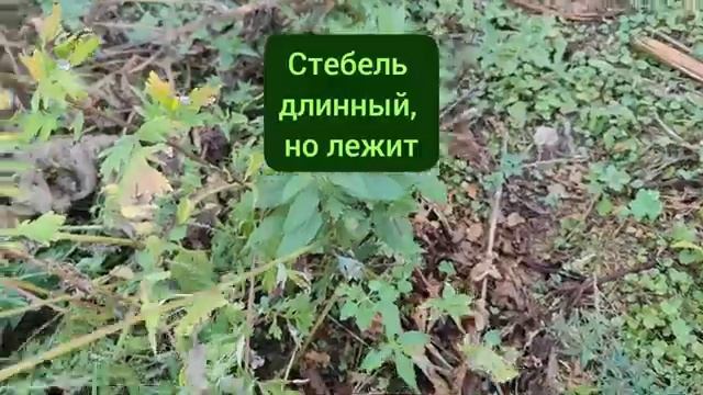 Топинамбур 