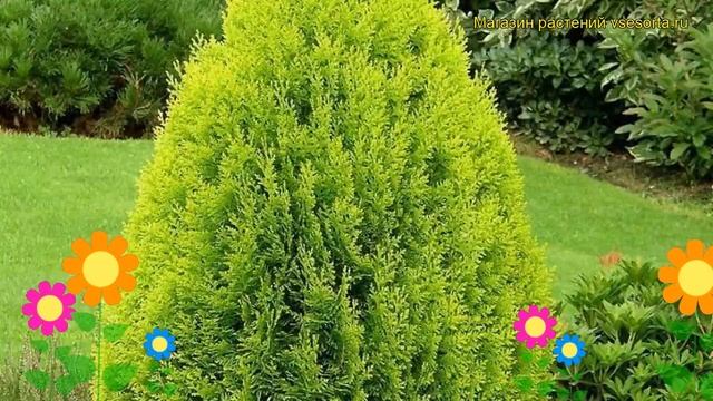 Туя восточная Ауреа Нана. Краткий обзор, описание характеристик thuja orientalis Aurea Nana смотреть онлайн