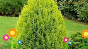 Туя восточная Ауреа Нана. Краткий обзор, описание характеристик thuja orientalis Aurea Nana