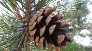 Лиственные и хвойные деревья. Детям о деревьях