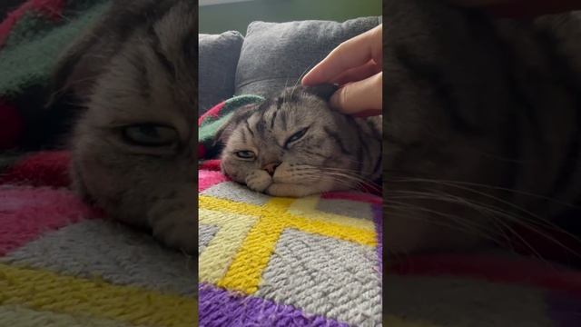 Серебряный тигр спит  23-11-2023