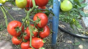 Осень  Сентябрь.  Томат "ВЗРЫВ"   потомок "Белого налива"