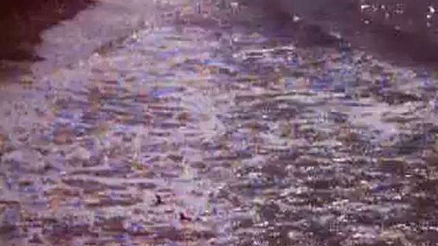 penguin punta tombo patagonia argentina смотреть онлайн