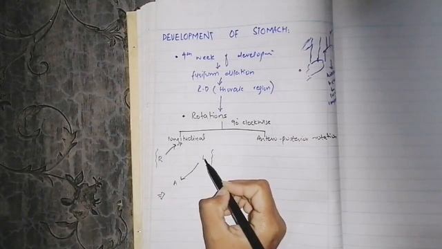 Digestive system #development of stomach #embryology (part 1) смотреть онлайн